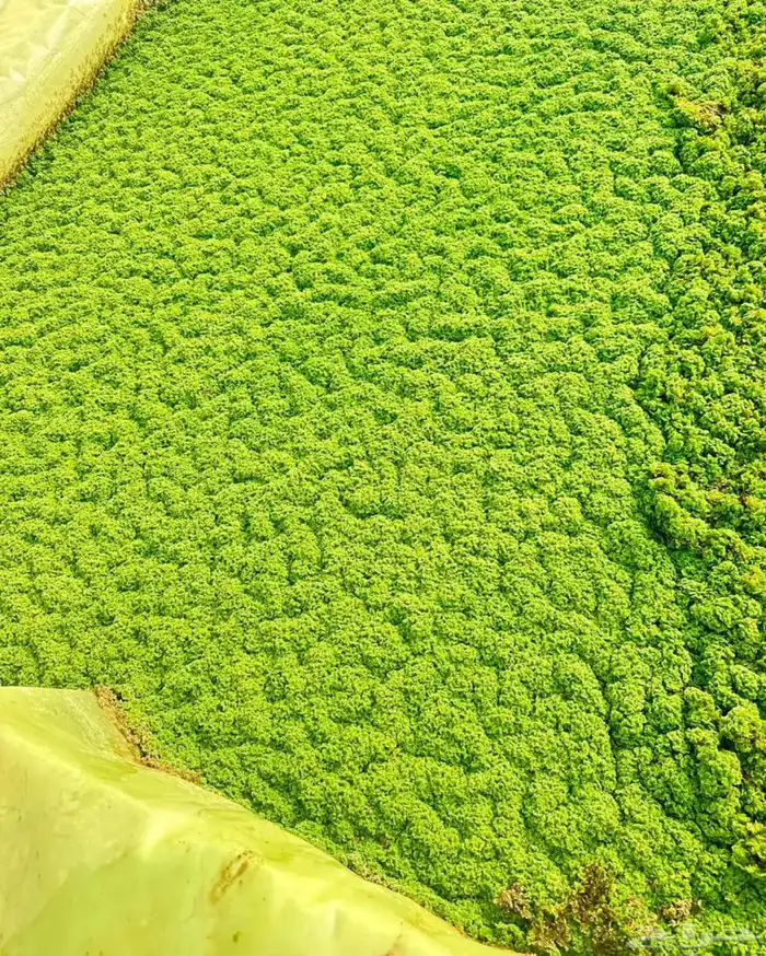 ازولا الكيلو ب10 0