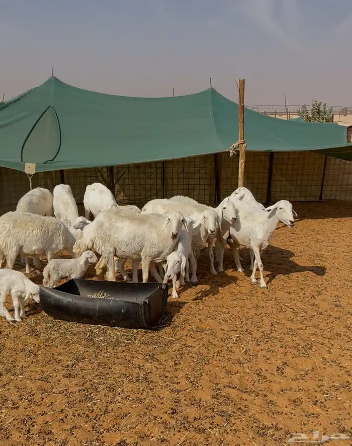 حريات وليد ودفيع 1