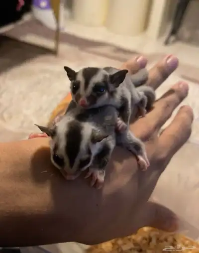 سنجاب طائر 0