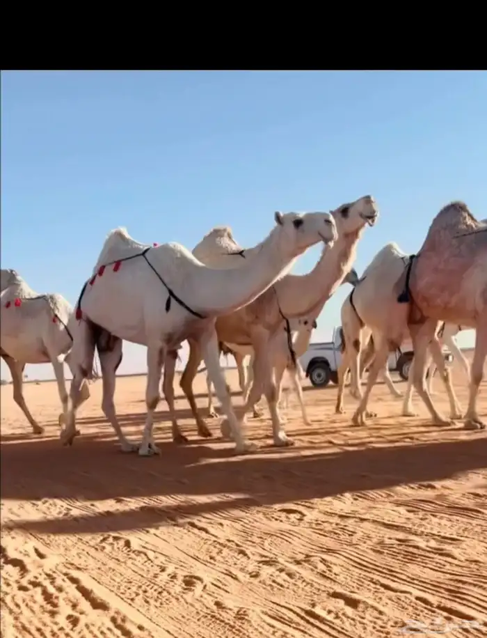 البل الكفوو 2