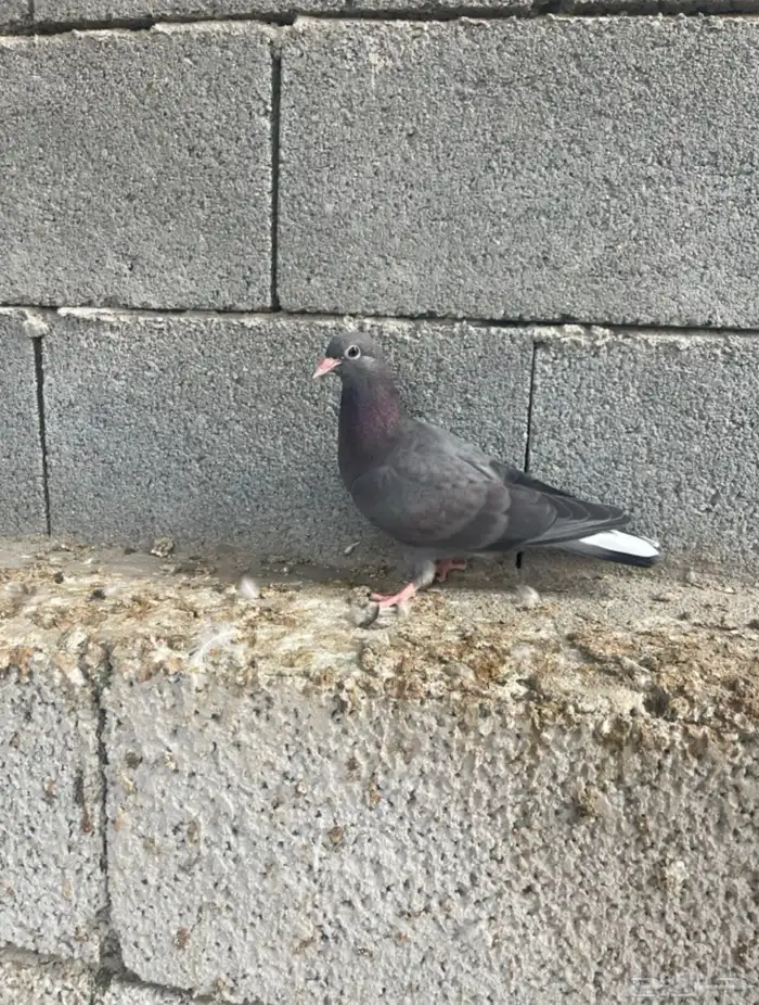 للبيع جوز قطيفي 4