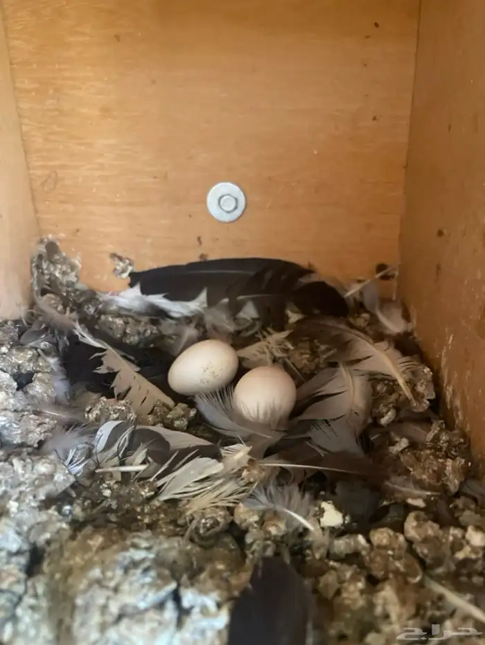 للبيع جوز قطيفي 5