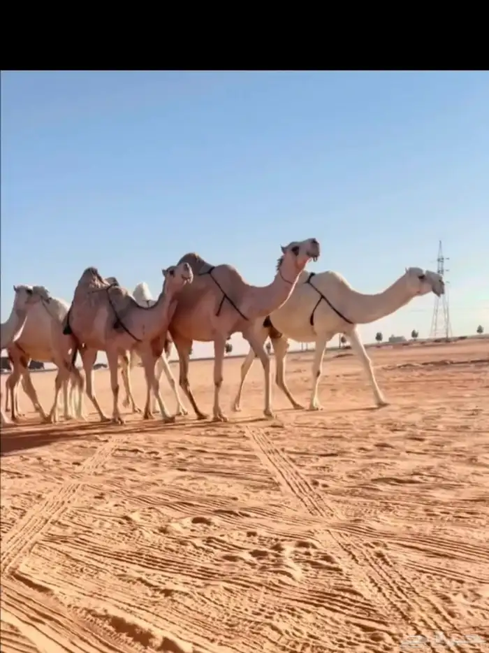 البل الكفوو 0