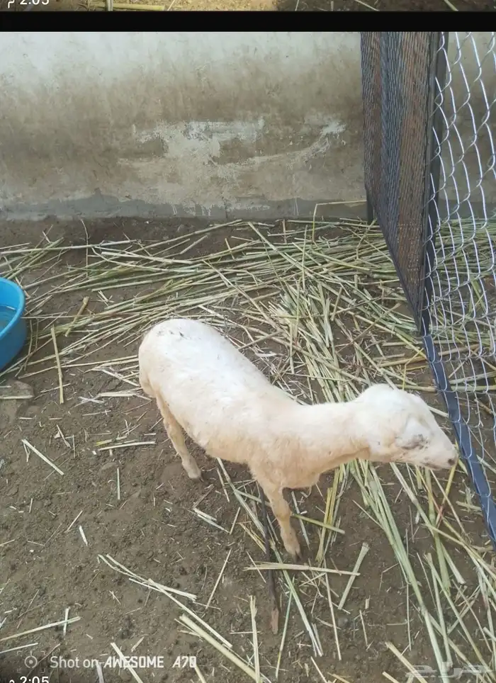 كبس للبيع العمر. 3 اشهر 2