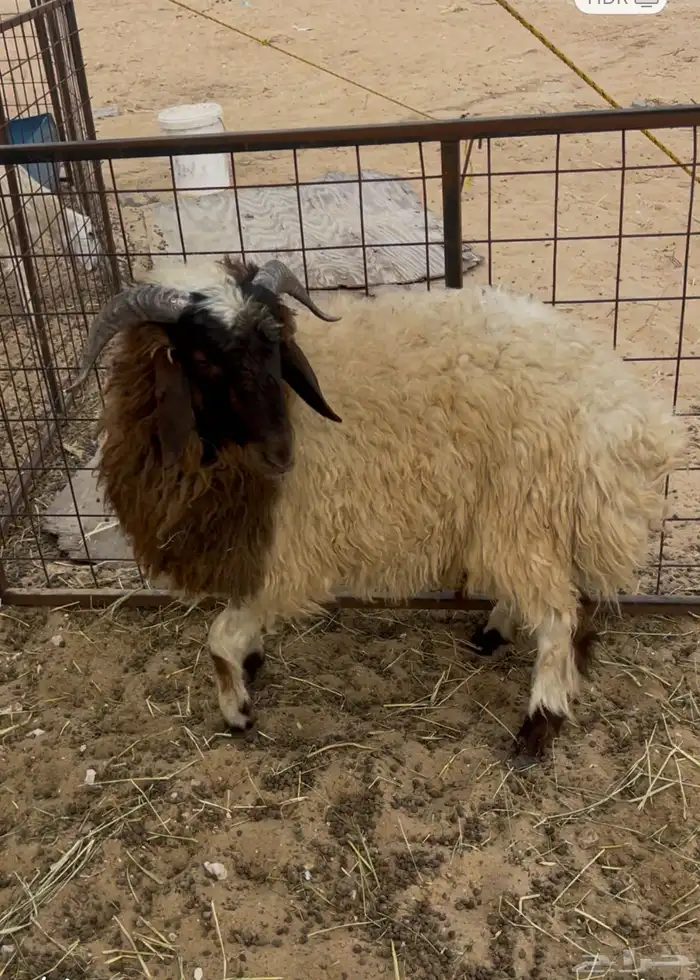 خروف نعيمي جذع 0