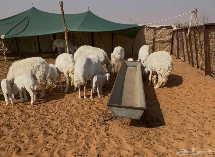 حريات وليد ودفيع 3