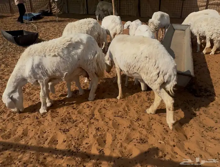 حريات وليد ودفيع 2