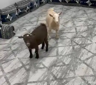 جذعتين قزم index