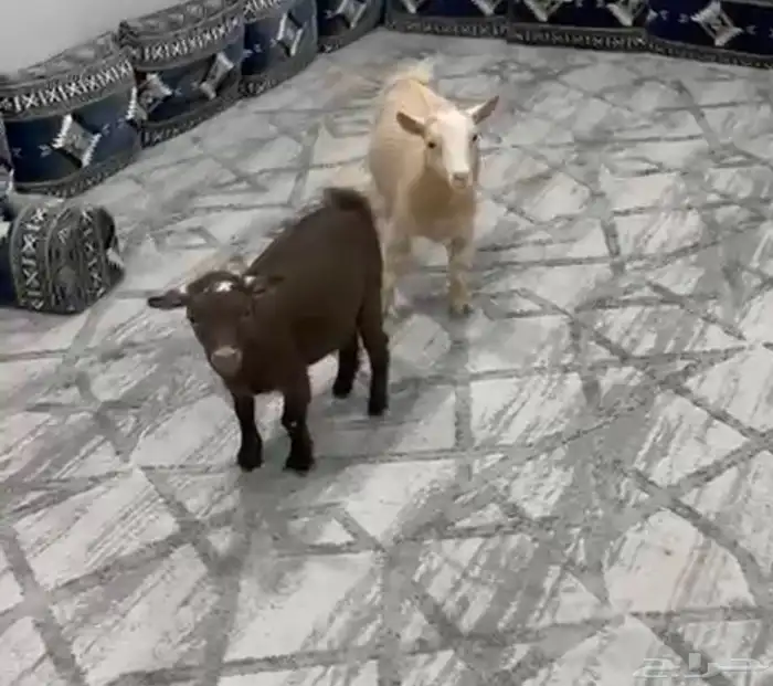 جبهتين قزم 0