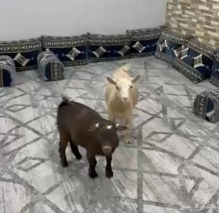 جبهتين قزم 1