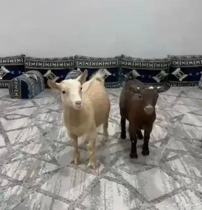 جذعتين قزم index