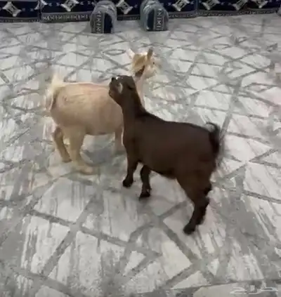 جذعتين قزم index