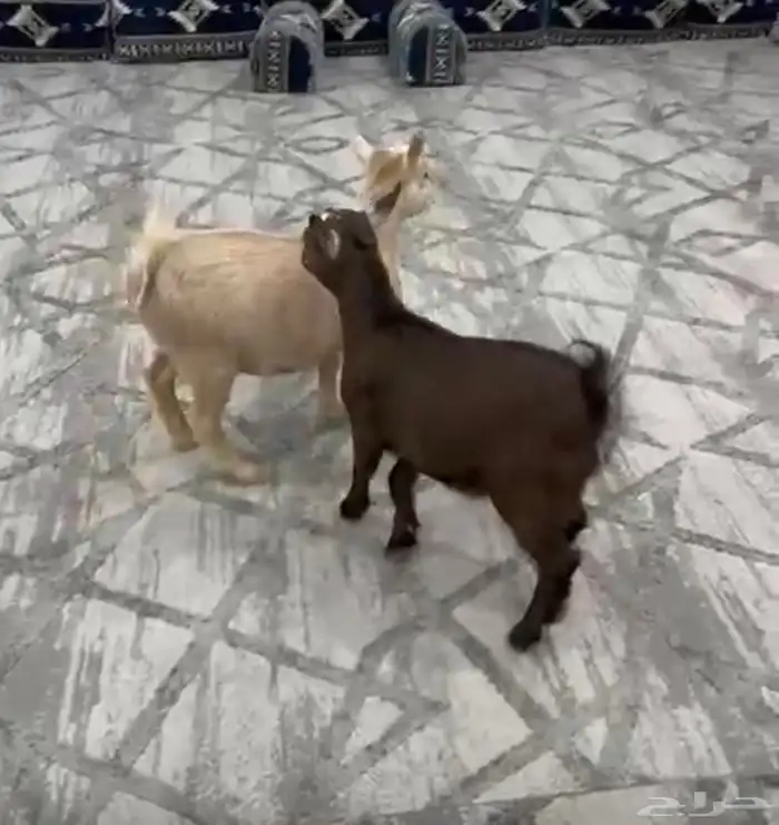 جبهتين قزم 2