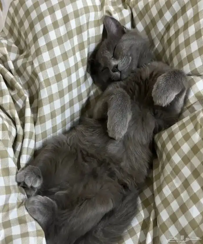 قط للتبني معه كرت تطعيماته 2