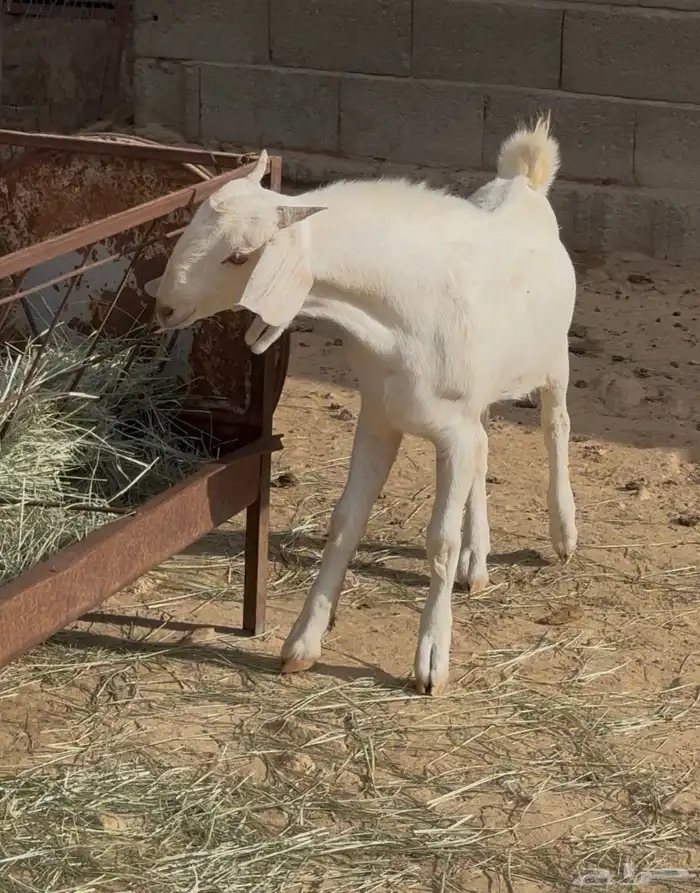 مشروع فحل مطور ابرص 1