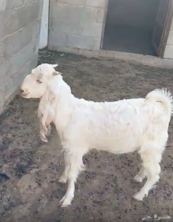 تيس العمر 3 شهور ونص 2