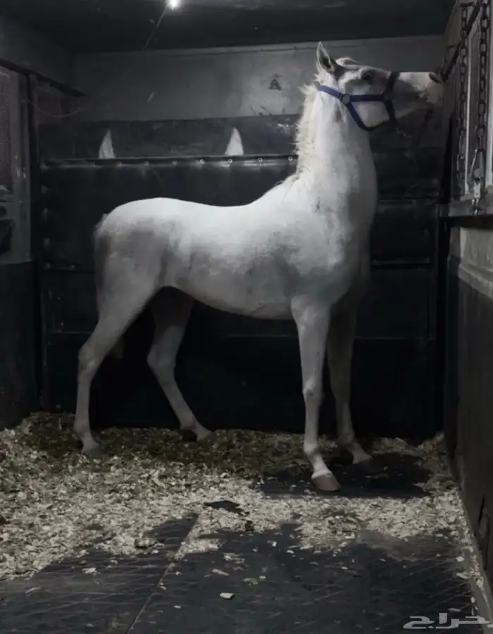 حصان شعبي ركوب طرب 0