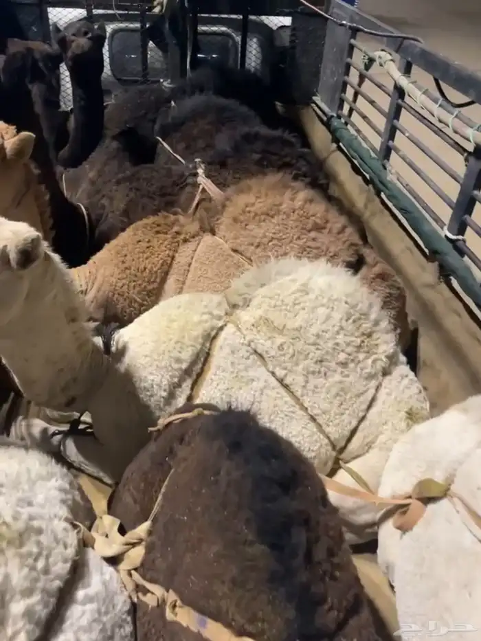 قعدان كفو للبيع 2