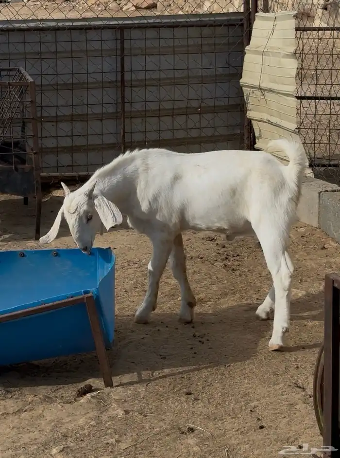 مشروع فحل مطور ابرص 0