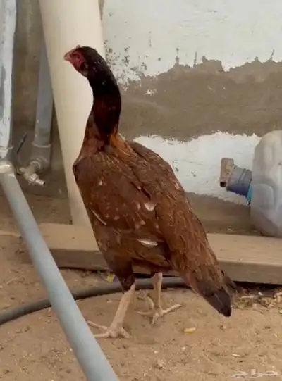 جوز سندي بيور index