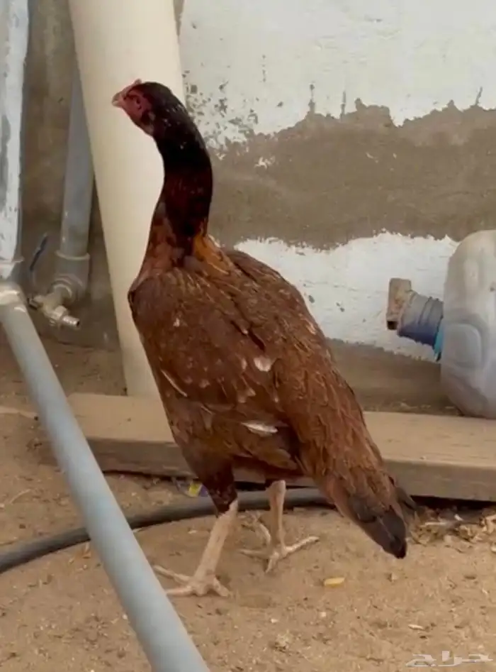 جوز سندي بيور 4