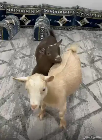 جذعتين قزم index