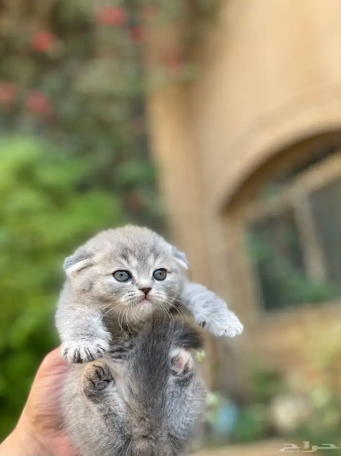 سكوتش فولد بيور مطعمين للبيع ولايوجد تبني 33