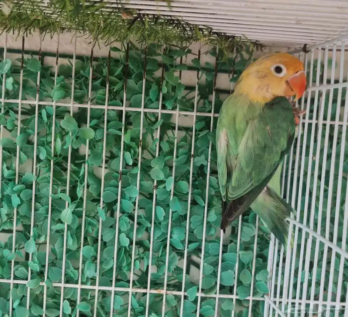 اناث فيشر طفرات مميزة 4