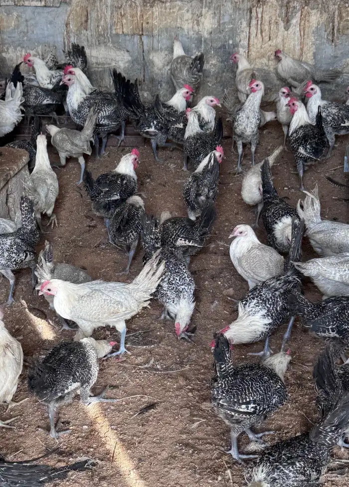 للبيع دجاج فيومي 1