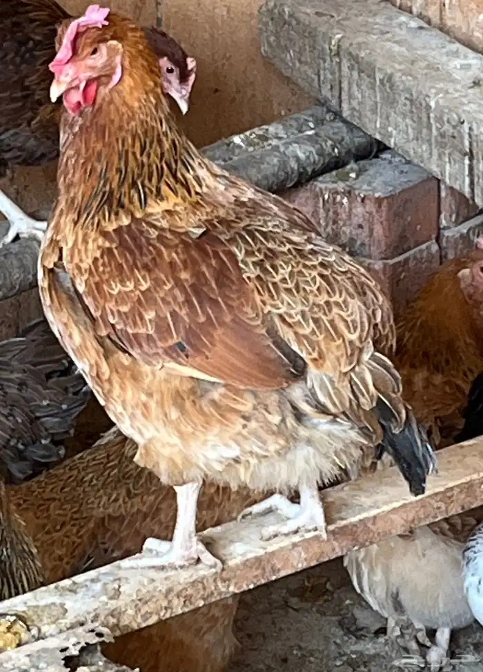 دجاج بياض فرنسي احجام كبيره 6