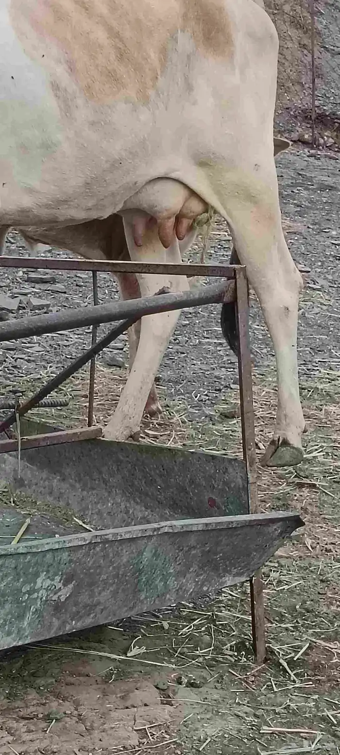 بقرة منتوج 2