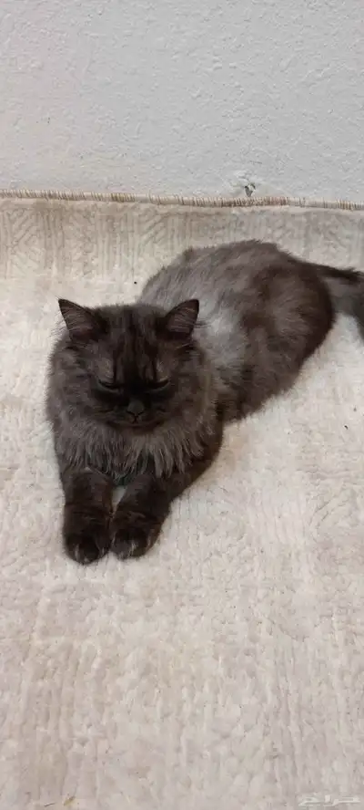 قطة لتبني index