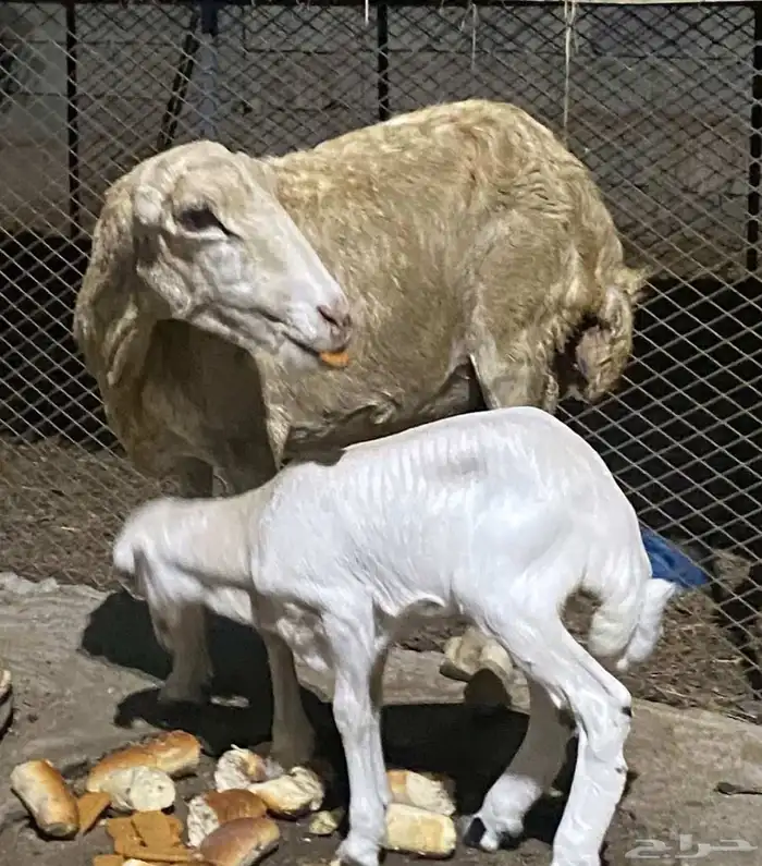 نعجه منتوج برخله السن لفاف 6