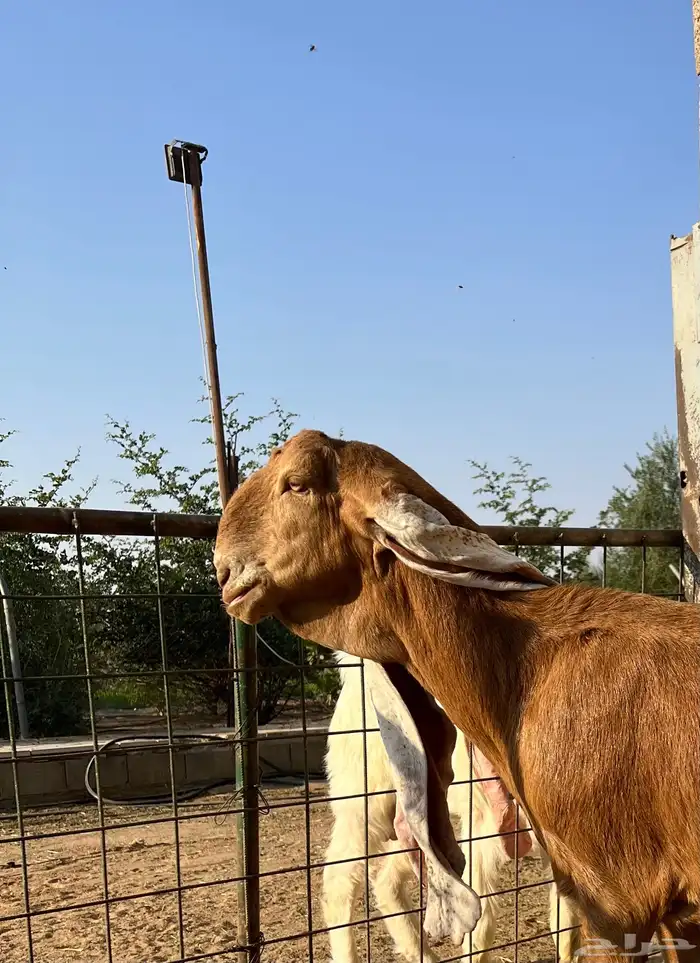 عنز هولندية متبع بجفره ودافع 0