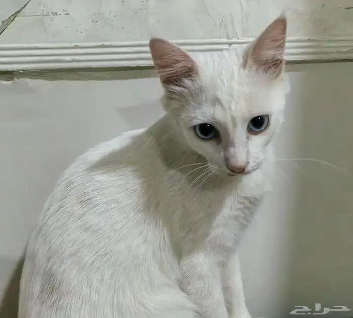 قط ابيض اليف جدا ينام في حضنك وين ما تروح يجي عندك. 0