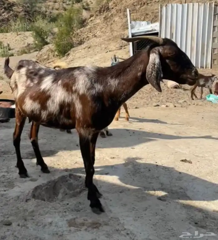 ماعز وتيس صغير 1