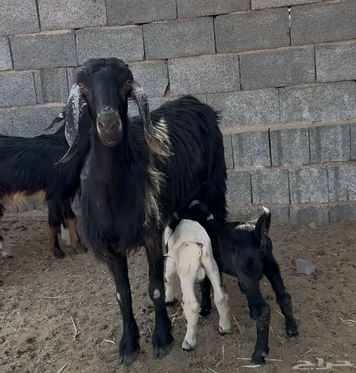 عنز سديس معهاتيسين روم ديوس سلم وصحه ممتازة 2