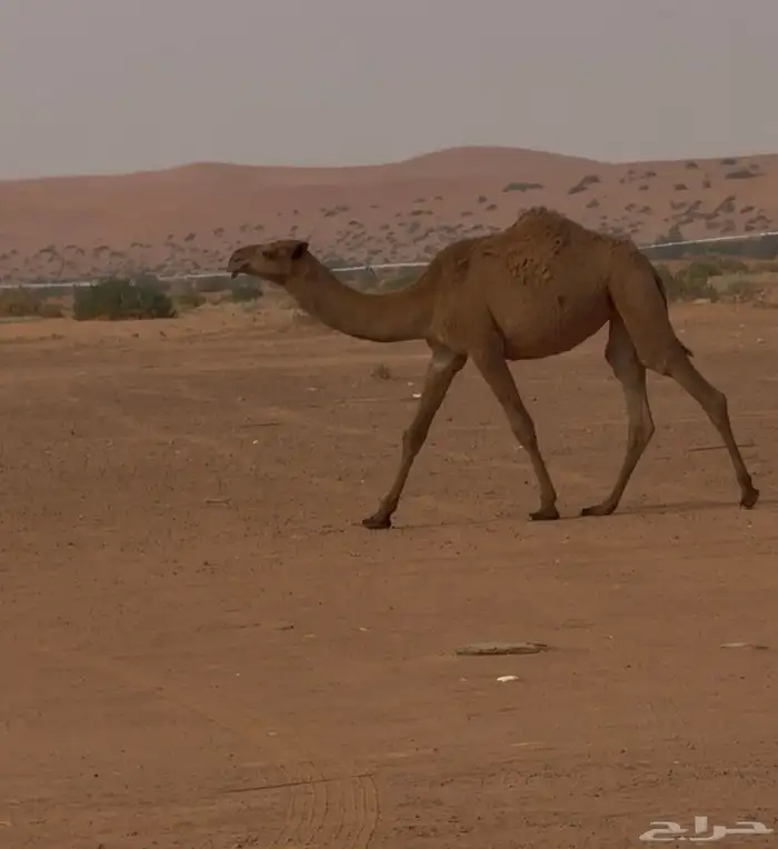 بكره شعلا مفروده 1