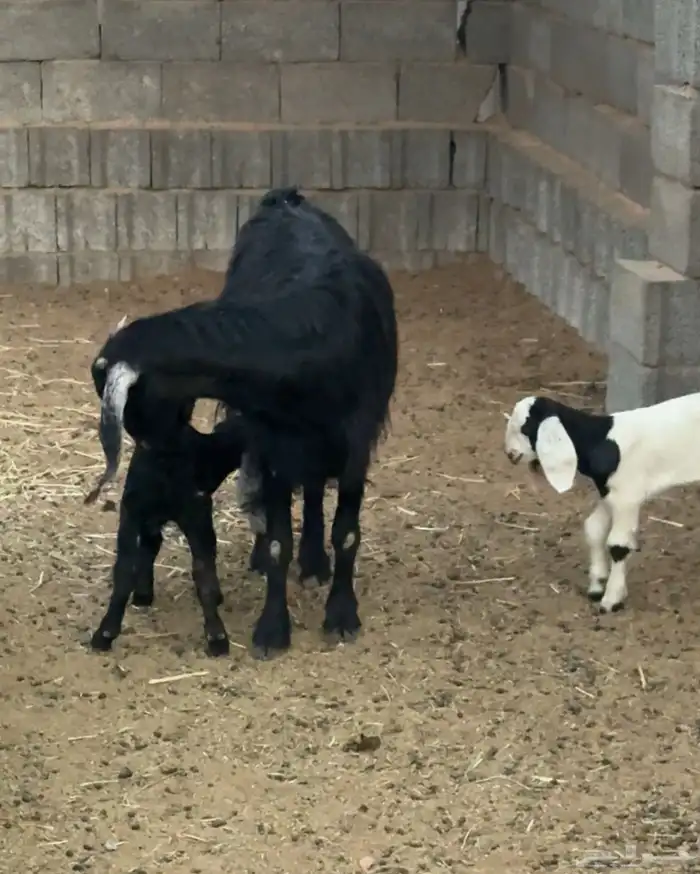 عنز سديس معهاتيسين روم ديوس سلم وصحه ممتازة 1