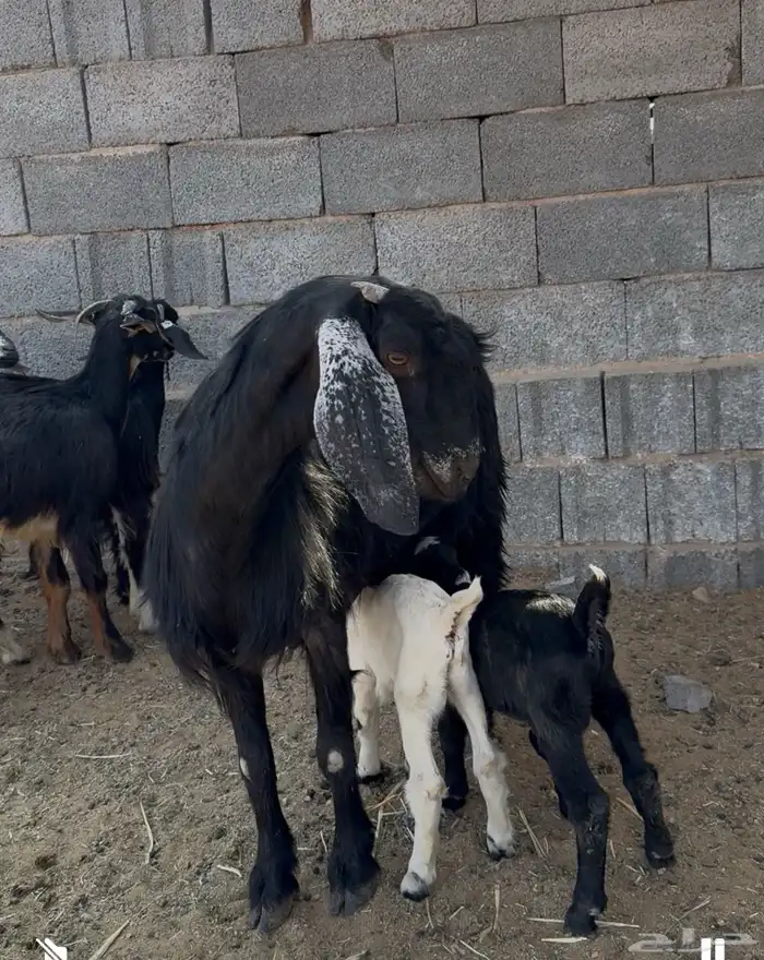 عنز سديس معهاتيسين روم ديوس سلم وصحه ممتازة 0