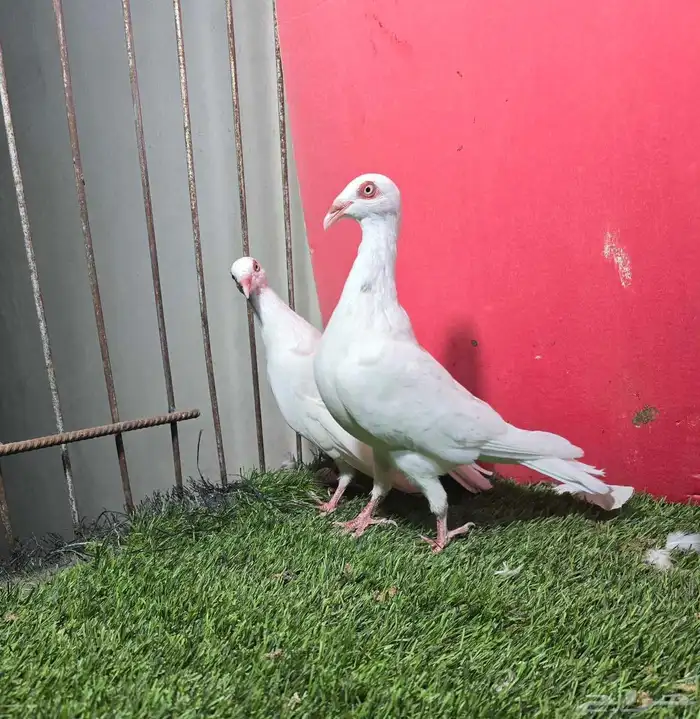 حمام زينه كنق دنش ايراني قلابي 11