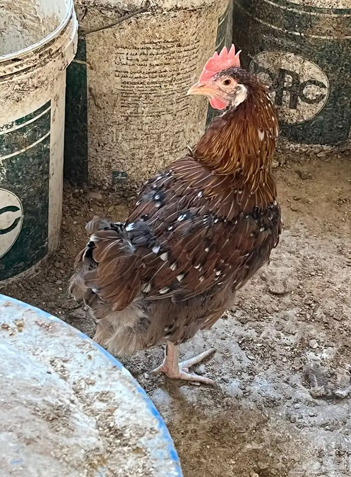 دجاج بياض فرنسي احجام كبيره 4