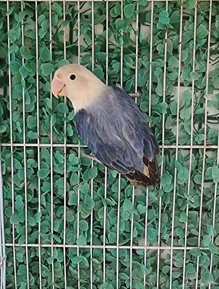 اناث فيشر طفرات مميزة 6