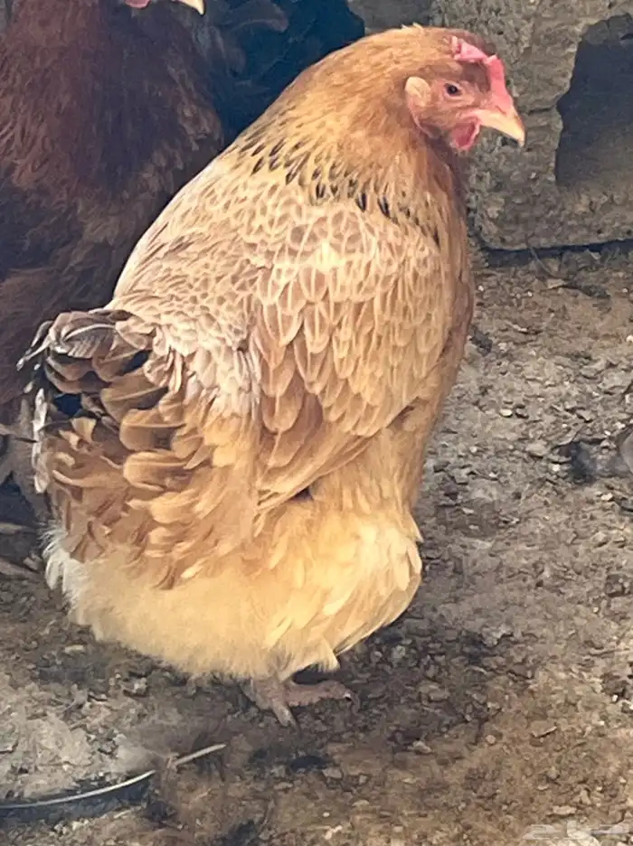 دجاج بياض فرنسي احجام كبيره 2
