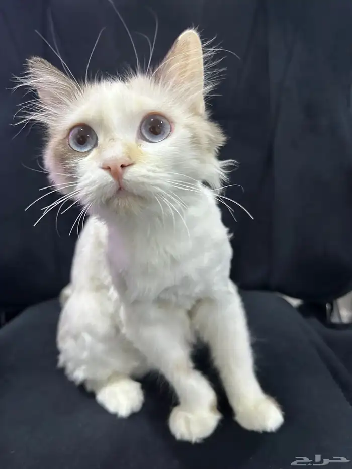 قطة للتبني 0