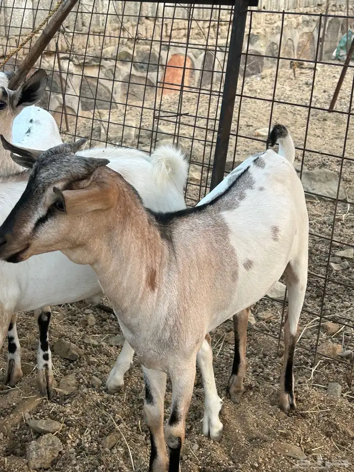 تيوس مرابي 4 شهور 0