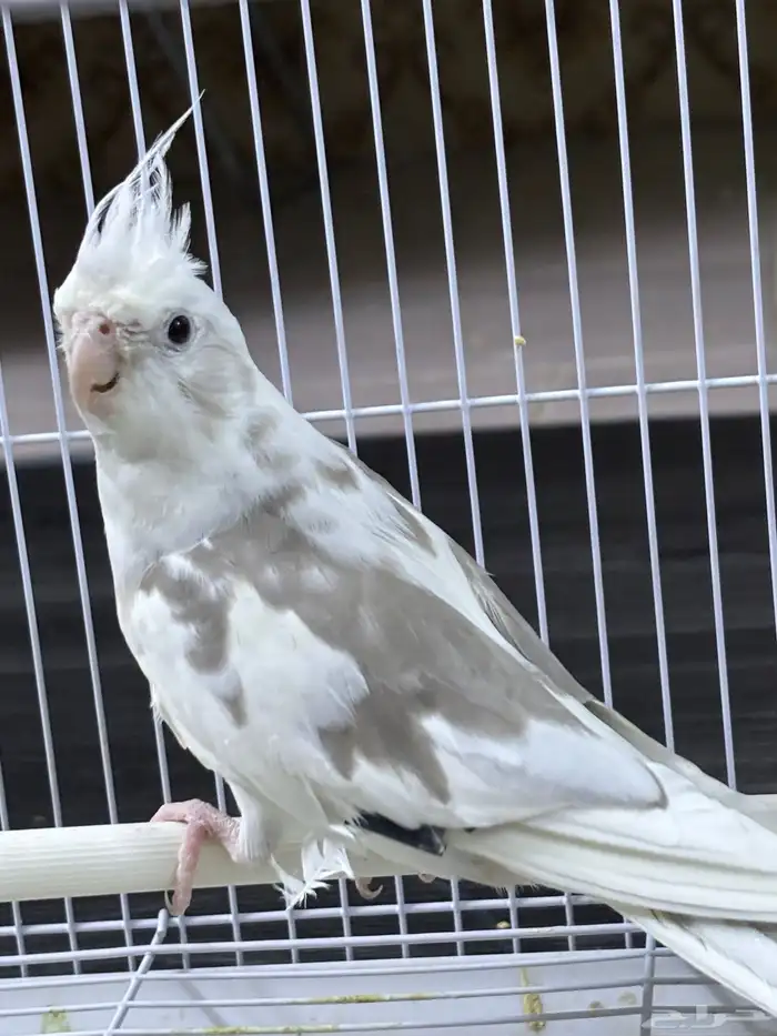 كروان هولندي 2