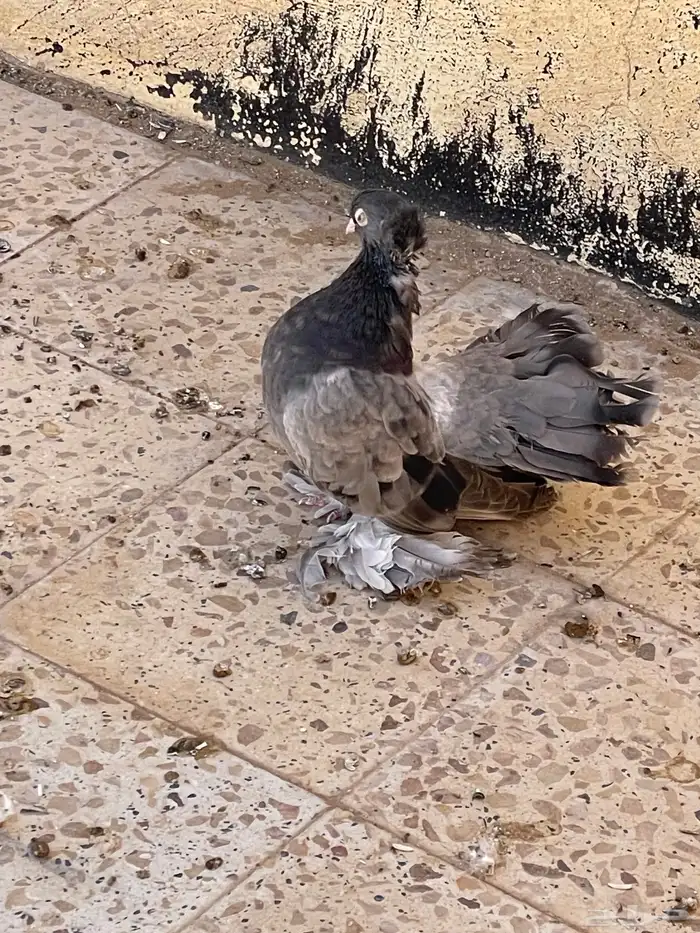 حمام رقاص جاواء 4