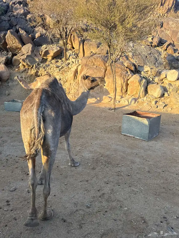 للبيع ماخضين 3