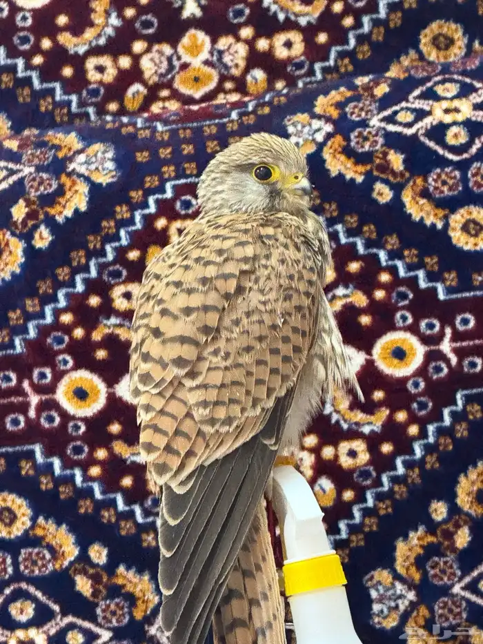 أقدم خدمة تربية الطيور الجارحة الأكل والموية 50 سكاكا فقط 0